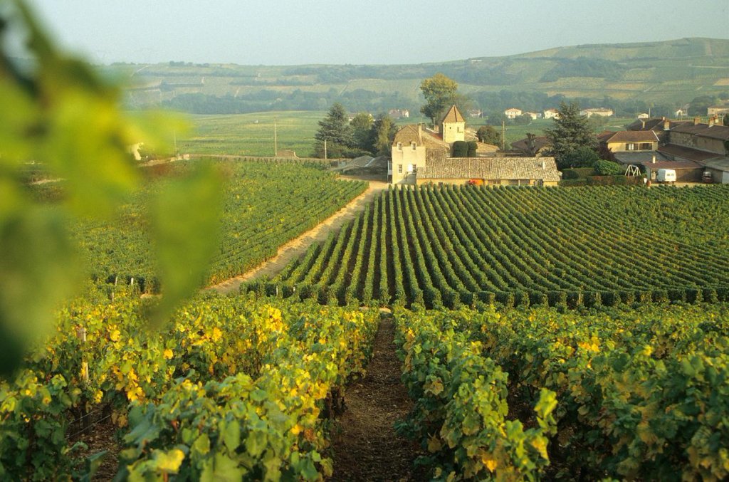 Bourgogne бургундия бордо вино тур экскурсия гид франция